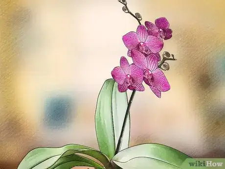 Imagen titulada Get Orchids to Bloom Step 8