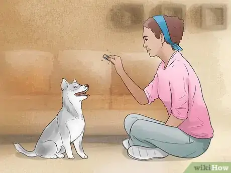 Imagen titulada Train and Care for Your New Siberian Husky Puppy Step 12