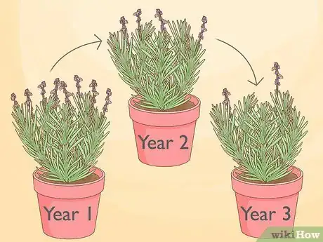 Imagen titulada Divide a Lavender Plant Step 3