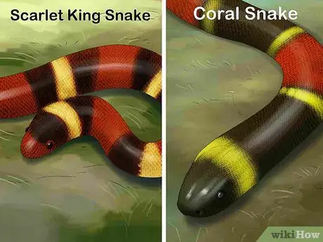 Imagen titulada Tell the Difference Between a King Snake and a Coral Snake Step 1