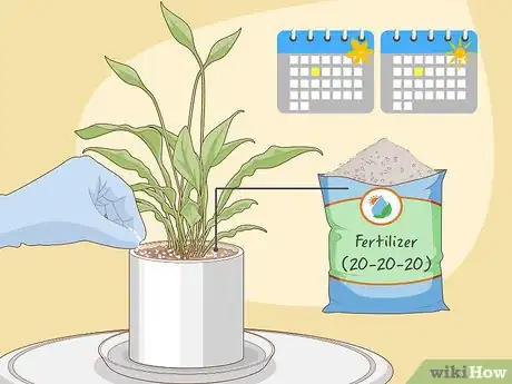 Imagen titulada Care for Peace Lilies Step 5