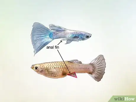 Imagen titulada Identify Male and Female Guppies Step 7