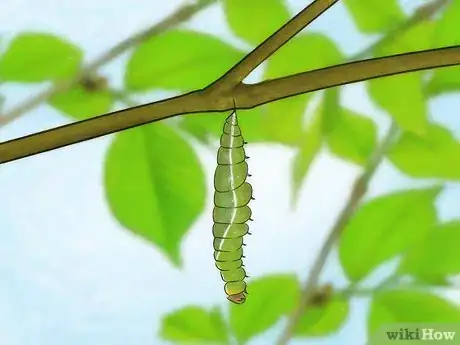 Imagen titulada Find a Caterpillar Step 8