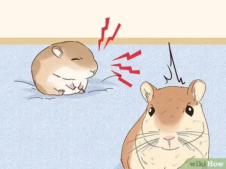 Imagen titulada Understand Gerbil Vocalizations Step 5