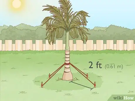 Imagen titulada Remove a Palm Tree Step 8