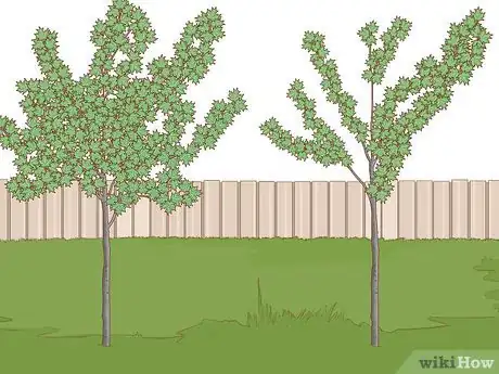 Imagen titulada Trim Maple Trees Step 5