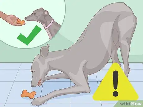 Imagen titulada Train a Greyhound Step 12