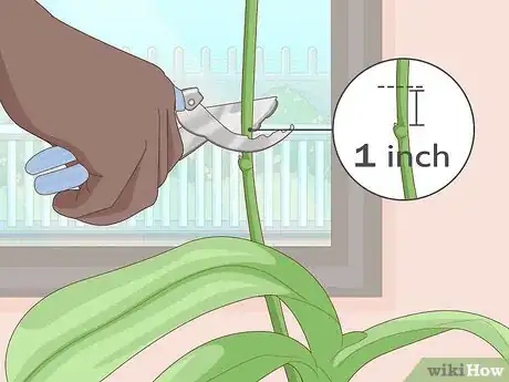 Imagen titulada Get Orchids to Rebloom Step 4