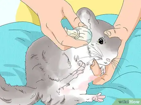 Imagen titulada Treat Eye Irritations in Chinchillas Step 9