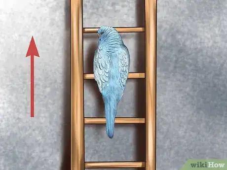 Imagen titulada Play With Your Parakeet Step 6