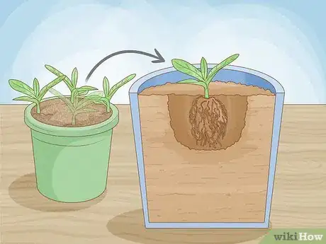 Imagen titulada Grow Pear Trees from Seed Step 13