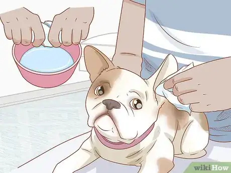 Imagen titulada Clean a French Bulldog's Ears Step 2