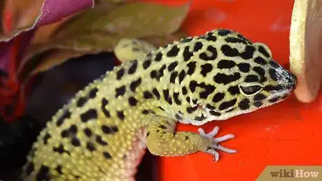 Imagen titulada Have Fun With Your Leopard Gecko Step 2