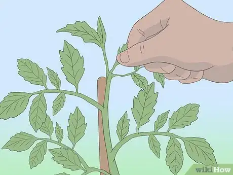 Imagen titulada Grow Tomatoes from Seeds Step 26