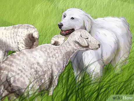 Imagen titulada Train a Great Pyrenees Step 9