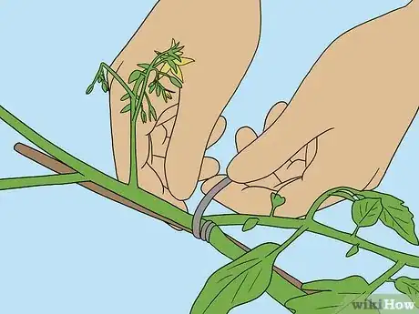 Imagen titulada Support Tomato Plants in Pots Step 12