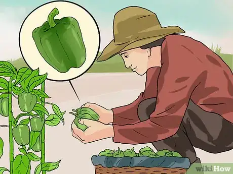 Imagen titulada Grow Green Peppers Step 13