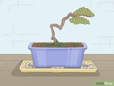 Imagen titulada Grow and Care for a Bonsai Tree Step 13