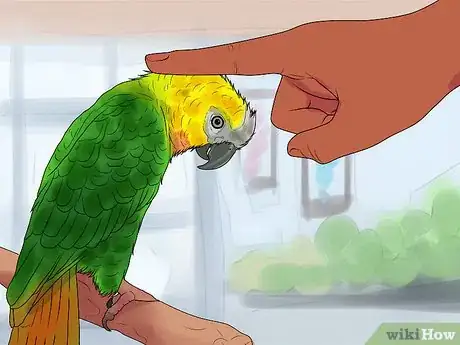 Imagen titulada Care for a Molting Parrot Step 5