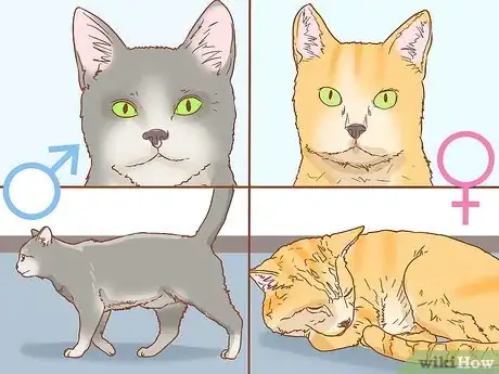 Imagen titulada Determine the Sex of a Cat Step 6