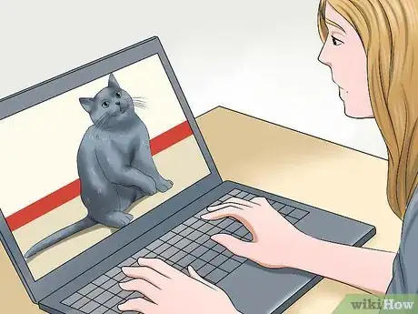 Imagen titulada Identify a Russian Blue Step 1