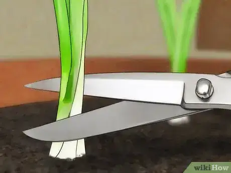 Imagen titulada Grow Green Onions Step 11