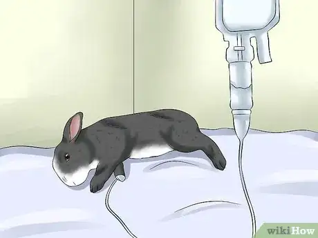 Imagen titulada Treat Heat Stroke in Rabbits Step 8