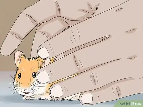 Imagen titulada Spot Illness in Hamsters Step 15