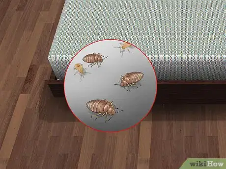 Imagen titulada Identify Bed Bug Bites Step 5