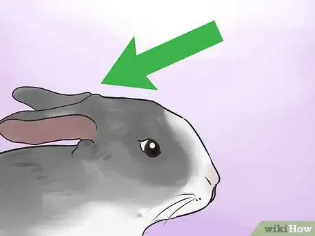 Imagen titulada Read Bunny Ear Signals Step 6