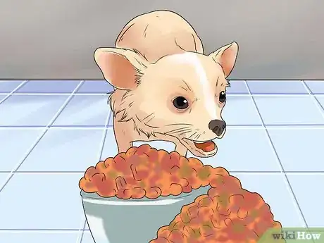 Imagen titulada Help Your Chihuahua During Labor Step 17