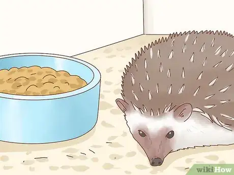 Imagen titulada Take Care of a Hedgehog Step 21