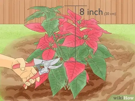 Imagen titulada Grow Poinsettia Step 8