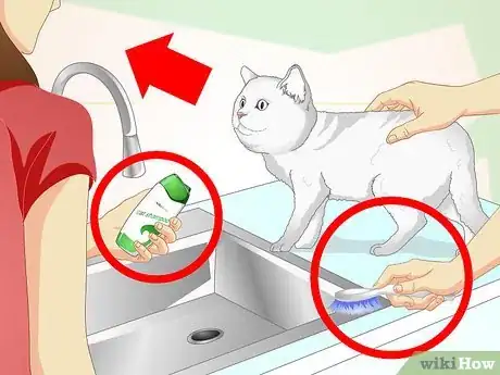 Imagen titulada Inconspicuously Bathe a Cat Without Being Scratched Step 21