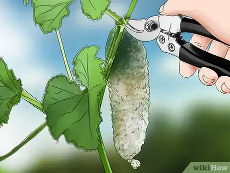 Imagen titulada Prune Cucumber Plants Step 6