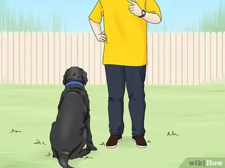 Imagen titulada Identify a Neapolitan Mastiff Step 13