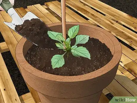 Imagen titulada Grow Dahlias in Pots Step 16