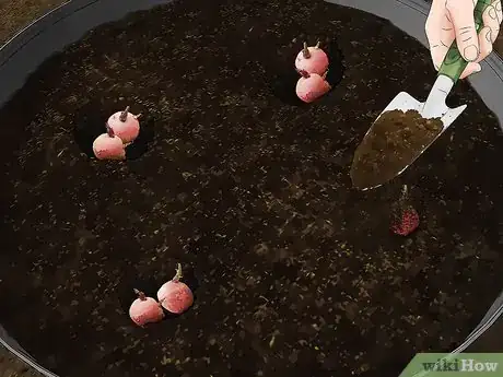 Imagen titulada Grow Red Potatoes Step 14