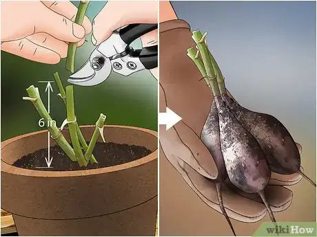 Imagen titulada Grow Dahlias in Pots Step 23