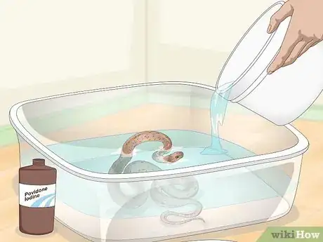 Imagen titulada Get Rid of Mites on Snakes Step 3