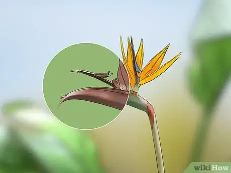 Imagen titulada Prune a Bird of Paradise Plant Step 4