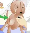 vacunar a un perro