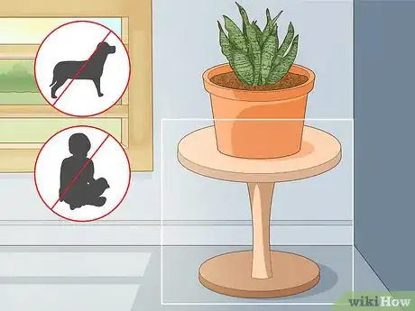 Imagen titulada Care for a Sansevieria or Snake Plant Step 8