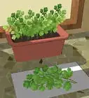 cultivar cilantro