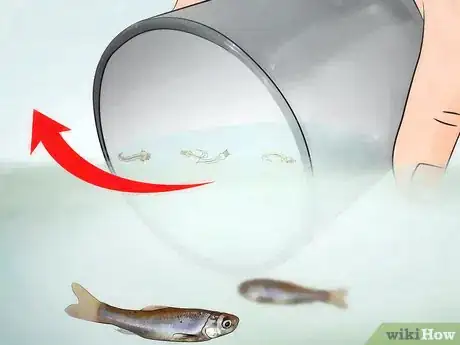 Imagen titulada Raise Mosquito Larvae for Fish Food Step 9