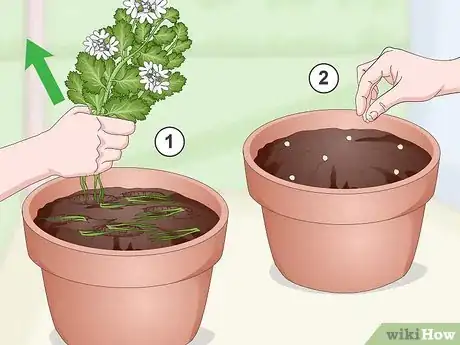 Imagen titulada Grow Cilantro Indoors Step 19