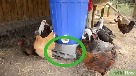 Imagen titulada Make an Automatic Chicken Feeder Step 10