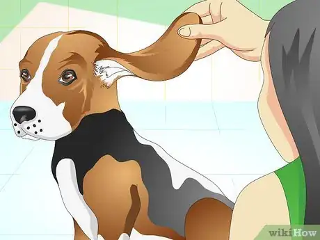 Imagen titulada Heal Ear Infections in Dogs Step 11