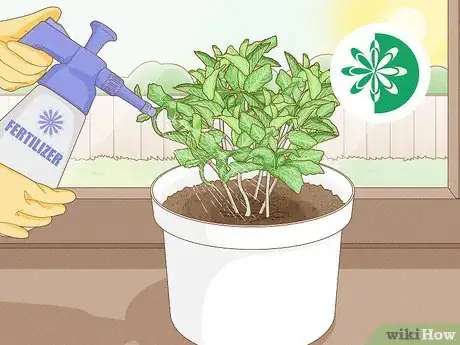 Imagen titulada Grow Mint Indoors Step 11