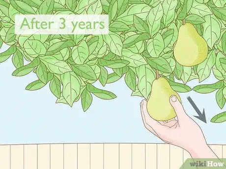 Imagen titulada Grow Pear Trees from Seed Step 24